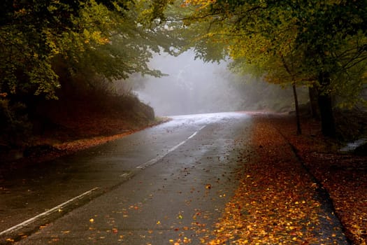 forest road in a foggy day at the portuguese national park