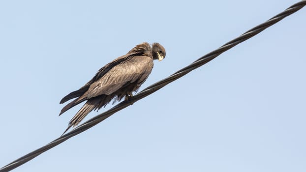 Black Kite, a medium sized bird of pray locally known as Amora