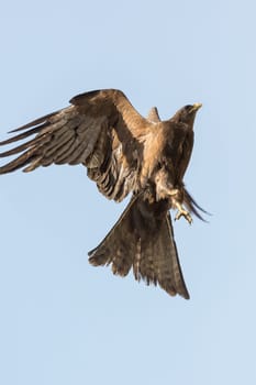 Black Kite locally known as Amora, flying in the air