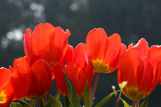 The view of line of red tulips flowers
