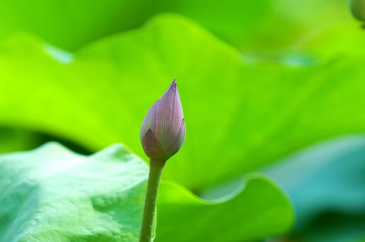 Close up of lotus (bud) flower over leaves