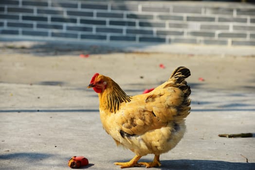 Walking hen in rural area with kapok flower