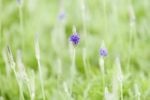 Close up of lavender flowers over green background