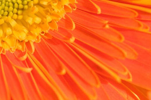The close up view of orange marguerite