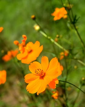 The closeup view of orange floret over green