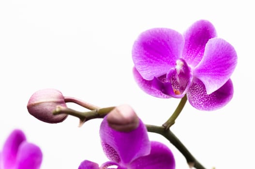 Pink orchid flower isolated on white background