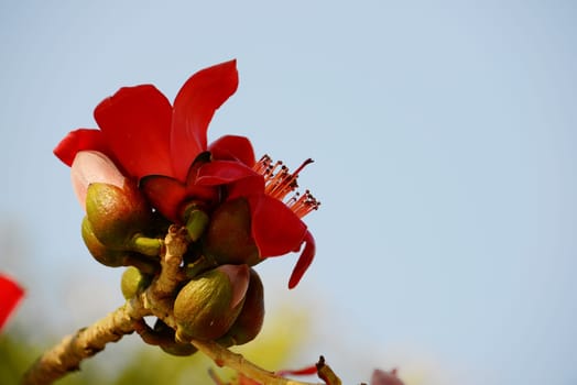 The flowers of ceiba tree, crimson kapok flowers