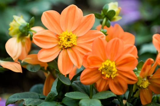 The close up of orange blooming dahlia flowers