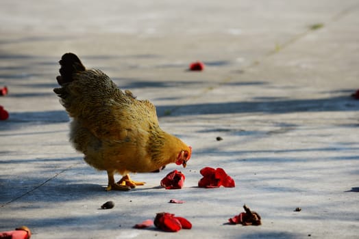 Walking hen in rural area with kapok flowers