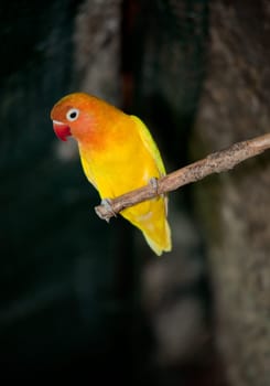 small orange bird at a tree branch