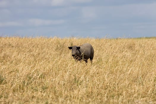 Black pig in a farm in alentejo, Portugal