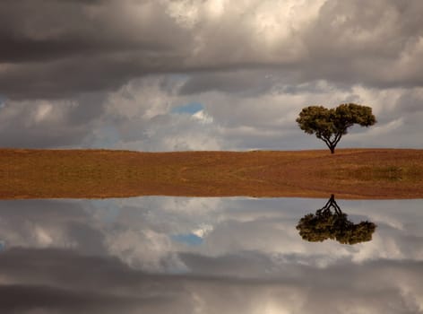 lonely tree in alentejo, the south of portugal