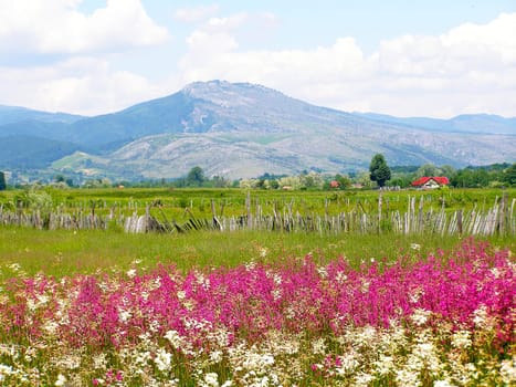 Romanian summer countryside with green fields and wildflowers