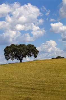alentejo farm view, in the south of portugal