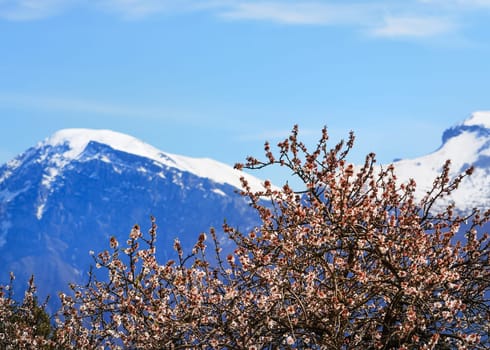 Kirschbluete on Lake Garda