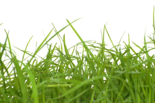 green grass isolated