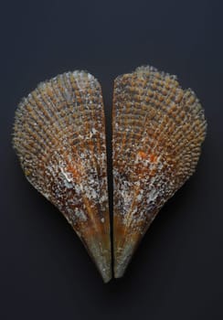 Plug-in shell