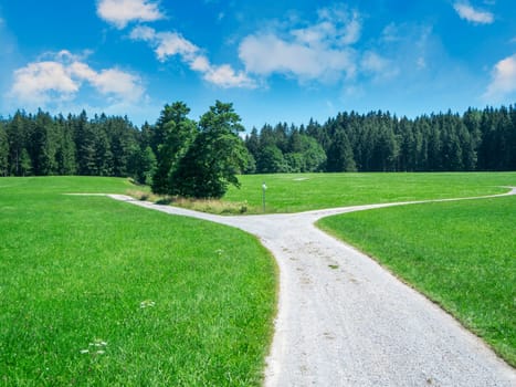 Wide angle landscape view of a meadow at the forest edge with a dividing walking path in the summer of 2019 amid blue with light clouds.