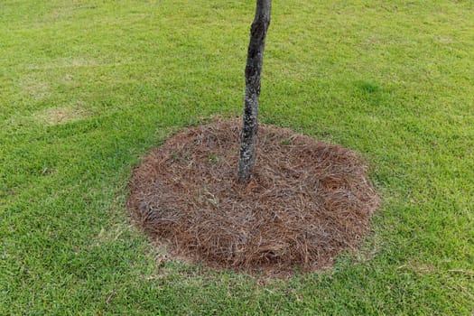 Natural pine tree needles hay surround the bottom of tree as mulch to retain moisture. In a green grass lawn is natural brown pine tree needle around the bottom of a small tree close-up in the day.