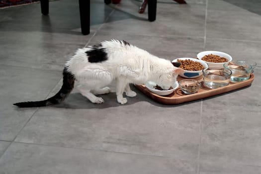 Elderly feline domestic pet eating food from one of many bowls of food and water in a wooden tray. Wooden tray on floor holds cat food and water dish containers that an older female cat eats from..