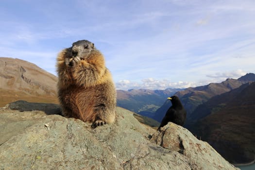 A marmot and an alpine chough together on a rock in the mountains of Austria