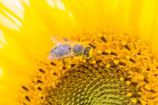 Animal sitting at sunny summer sun flower. Important collect environment ecology sustainability. Awareness of nature climate change.