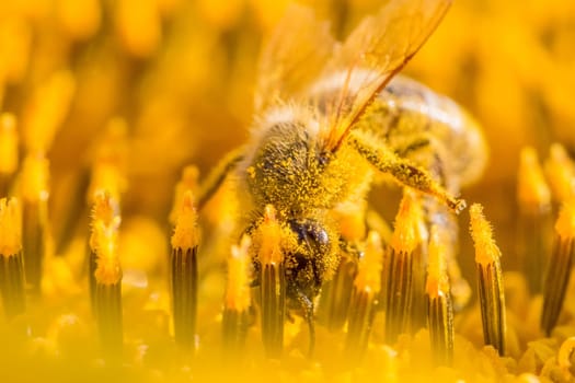 Animal sitting at summer sun flower and collect for important environment ecology sustainability. Awareness of nature climate change.
