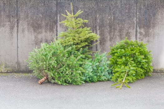 The x-mas trees waiting for buyers on sale before christmas holiday or after x-mas time for disposal recycling reasons in new year.
