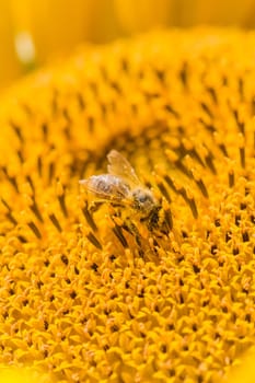 Animal sitting at summer sun flower and collect for important environment ecology sustainability. Awareness of nature climate change.