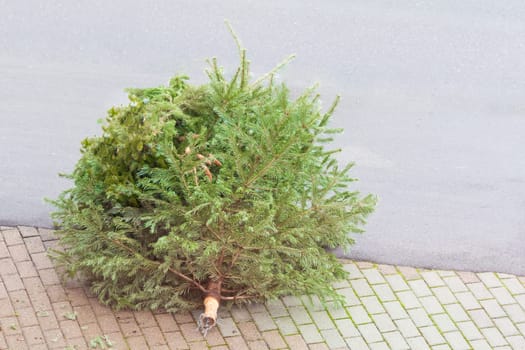 The x-mas tree is waiting for garbage collection on the road after ending x-mas season time in new year for disposal recycling reasons