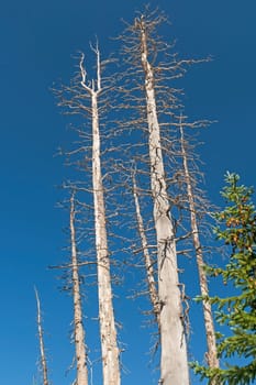 Dead Spruce Trees Against a Blue Sky in Cedar Breaks National Monument in Utah