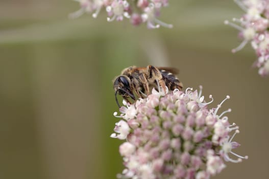Pollination - detail of the honeybee on the bloom