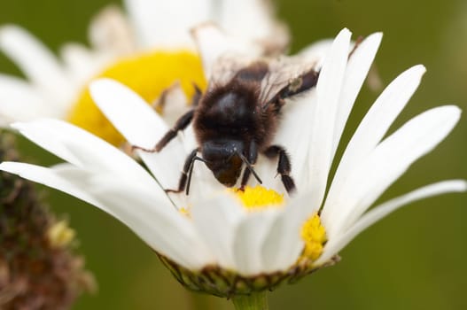 Detail  of the honeybee on the flower - pollination