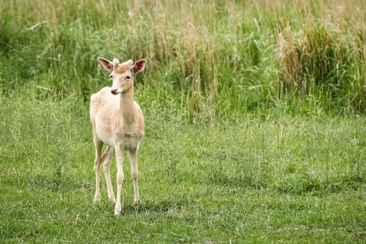 White fallow deer (Dama dama) on a meadow in summer