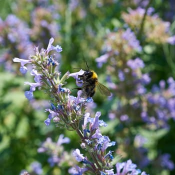 Bee at pollination of a flower in spring