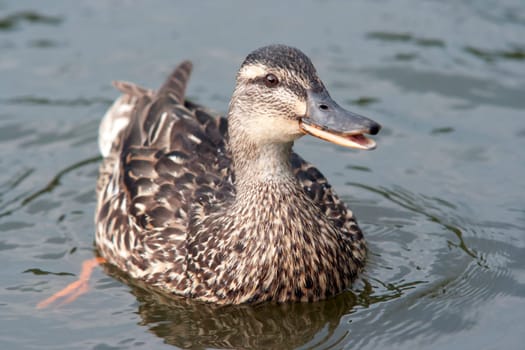 Shot of the wild duck floating on the water
