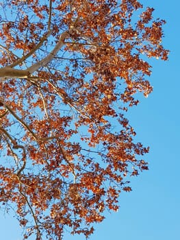 Gold, brown leafs on a brunch