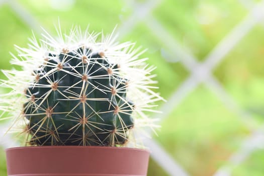 Green cactus on the windowsill with light soft background
