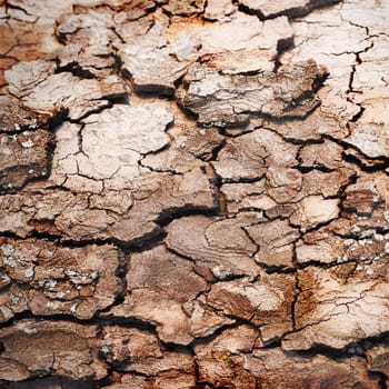 Wooden texture of oak tree can be used for background