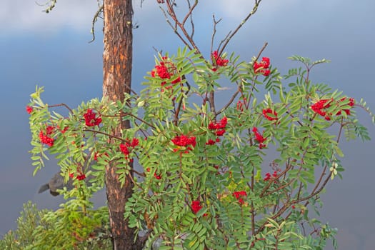 Mountainn Ash Berries in the Fall in the Boundary Waters in Minnesota