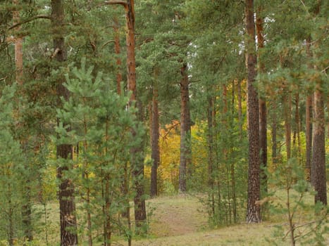 pine forest on the sand dunes, beautiful picturesque autumn landscape