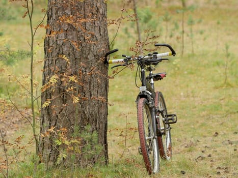 bicycle travel, yellow autumn, bike in the foreground