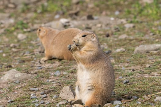 Portrait of adorable black tailed prairie dog standing outdoors.