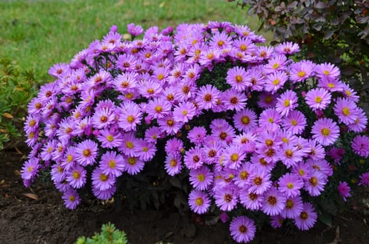 flower in the garden