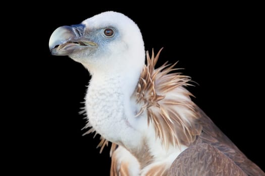 Griffon Vulture or Gyps fulvus perched. Closeup over black