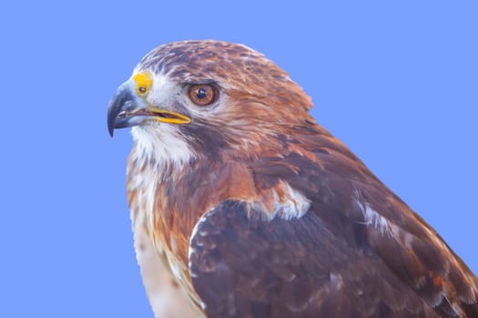 Red-tailed hawk or Buteo jamaicensis. Isolated over blue