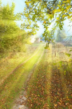 Path in the sunny autumn forest with trees and yellow leaves
