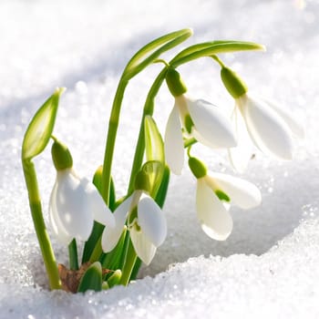 Spring snowdrop flowers with snow in the forest
