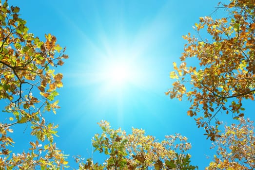 Autumn leaves with the blue sky background