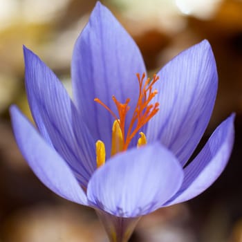 Blue flower crocus ligusticus (saffron) in the forest, macro shot